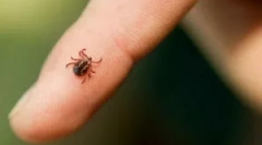 Co robić, jeśli głowa kleszcza pozostała w ciele?